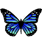Красивая синяя бабочка