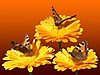 На трех желтых цветах сидят три бабочки