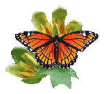 Желто-оранжевая бабочка