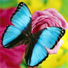  <b>Голубая</b> бабочка на цветке  гифка анимация
