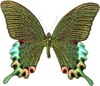 Прекрасная бабочка необычной зеленой окраски