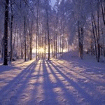 Солнце просвечивает свозь кроны деревьев в зимнем лесу