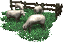  Овцы <b>пасутся</b> в загоне  гифка анимация