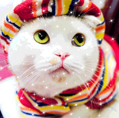 Белый кот со светло зелеными глазами одет по последней моде