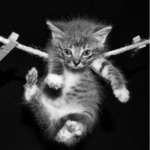 Котёнок на бельевой веревке