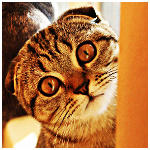 Вислоухая серая кошка с испуганным взглядом