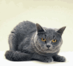  Хитрец кошка <b>или</b> кот)  гифка анимация