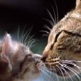  <b>Мама</b> - кошка целует своего котенка  гифка анимация