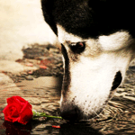  Собака пьет воду из лужи, в которой лежит <b>красная</b> роза  гифка анимация