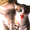  <b>Мама</b> кошка с малышом  гифка анимация