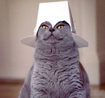 Британский кот в шапке из под коробки для еды