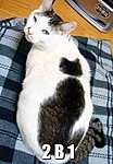  <b>На</b> спине кота пятна, похожие <b>на</b> облик кота  гифка анимация