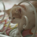  Кот <b>пытается</b> вытащить голову из ажурного изголовья кровати  гифка анимация