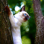 Сиамский кот висит стволе дерева