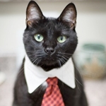  Черный кот с белым воротником и <b>красным</b> галстуком на шее  гифка анимация