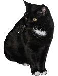 Черный котишка с белым бантом