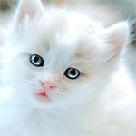 Белый котёнок грустит