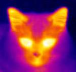 X-ray (кошкина морда через тепловизор)