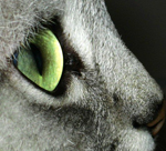 Горящий глаз кошки