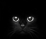  Мордочка <b>черной</b> кошки, сливающаяся с <b>черным</b> фоном  гифка анимация