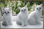  <b>Три</b> белых котёнка у окна  гифка анимация