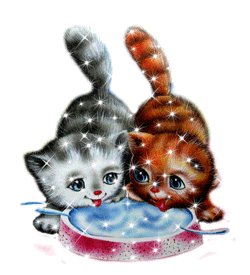 Две подружки кошки пьют из одной миски