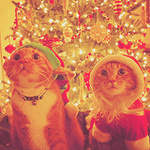 Два кота в новогодних костюмах на фоне праздничной елки