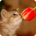 Котенок нюхает тюльпан