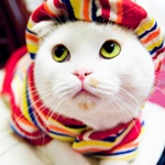 Белый кот в шапке и шарфике