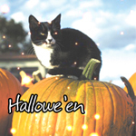 Кот сидит на тыкве (halloween)