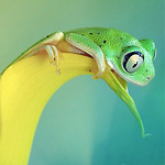Зеленая лягушка на желтом лепестке цветка