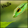 Hello зелёная змея