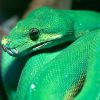 Зеленная змея