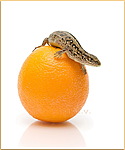 Ящерка на апельсине