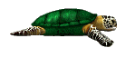 Черепаха с зеленым панцырем