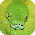 Змея зеленая