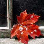 Красный кленовый листок на подоконнике