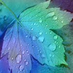 Кленовый лист с каплями воды в фиолетово-зелёном цвете