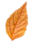 Листочек розово-коричневый