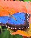 Синяя бабочка на красном листе