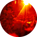 Красные осенние листья в лучах солнца