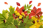 Красные, желтые и зеленые листья