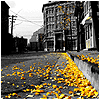 Городская дорога усыпана осенним листьями