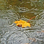 Осенний одинокий листок лежит в луже во время дождя