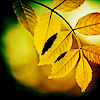  <b>Осенние</b> желтые листья  гифка анимация