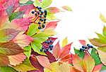 Листья с ягодами