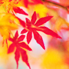  <b>Осенние</b> красные и желтые кленовые листья  гифка анимация