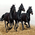  <b>Три</b> черных коня на лугу  гифка анимация