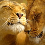Пара львов прижимается друг к другу