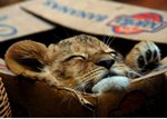 Львенок спит в коробке